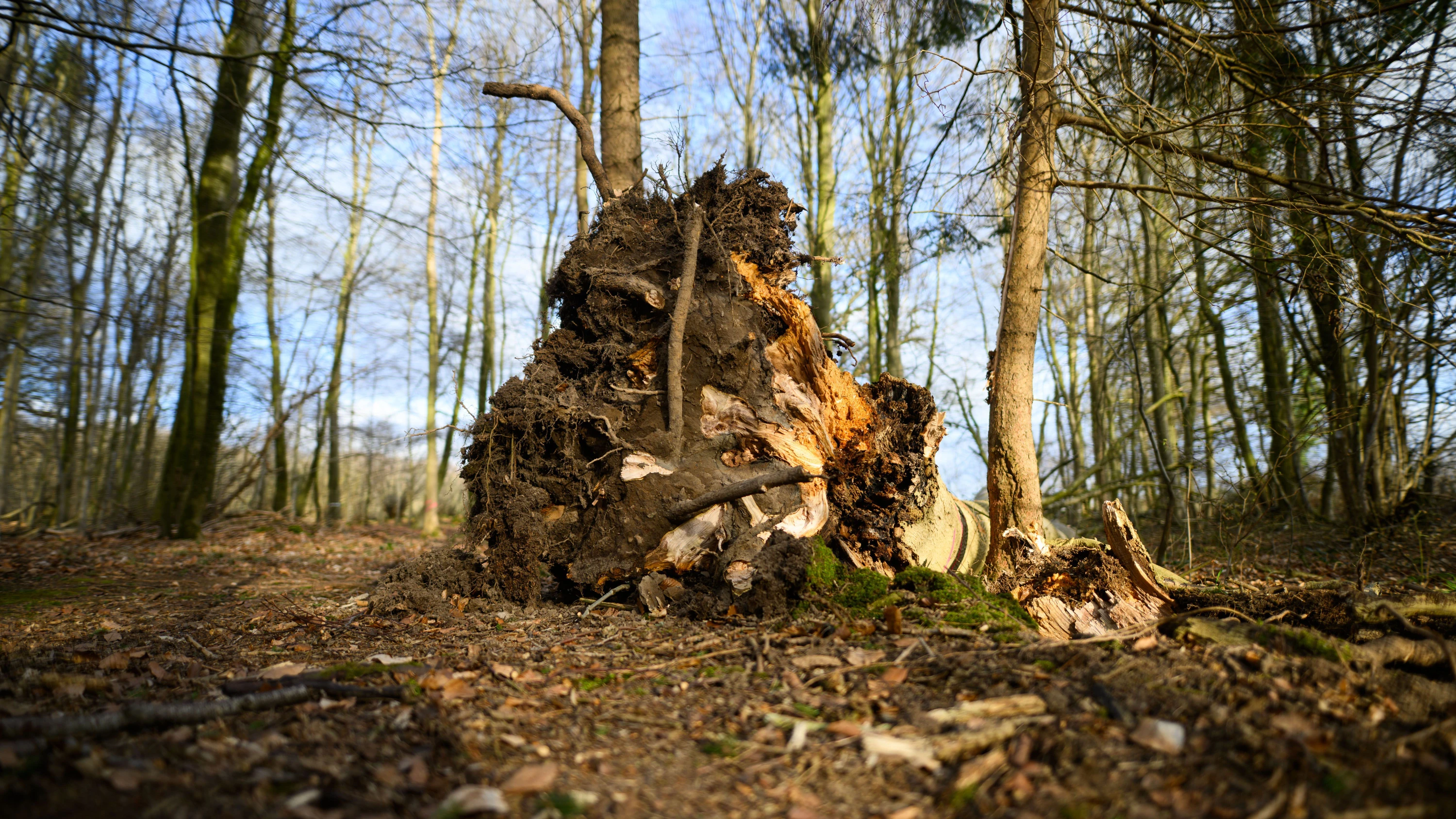 Fatal Tree Collapse: Ash Tree Slated for Felling, Expert Warns Even Healthy Trees Can Fall
